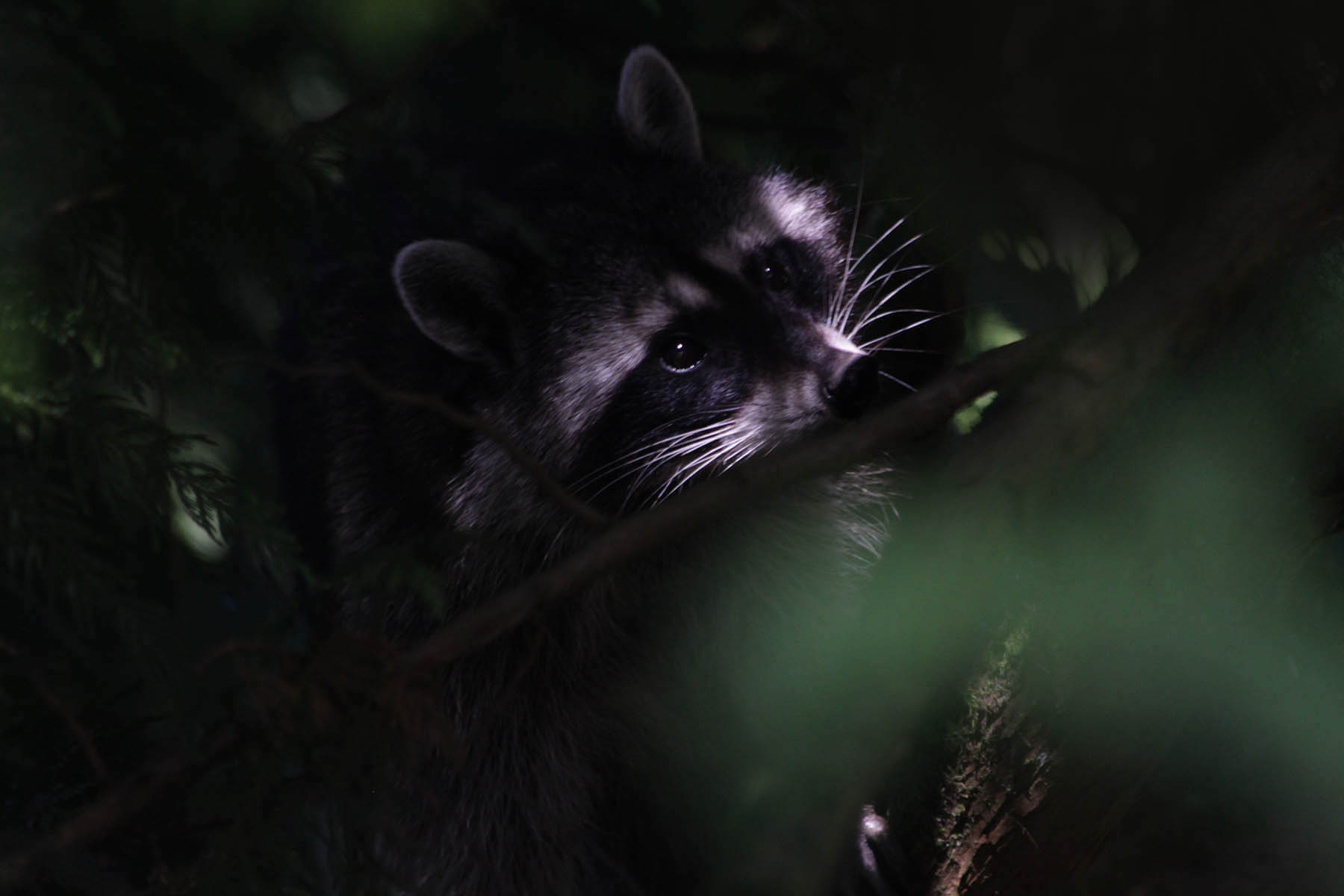 professional wildlife removal in New Orleans
